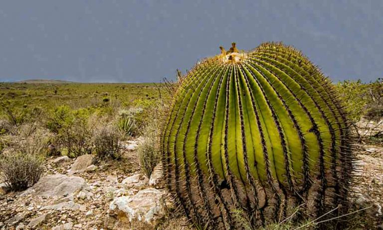 cactus - Avventure nel mondo - TravelGeo